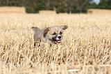 CORGI PEMBROKE 078